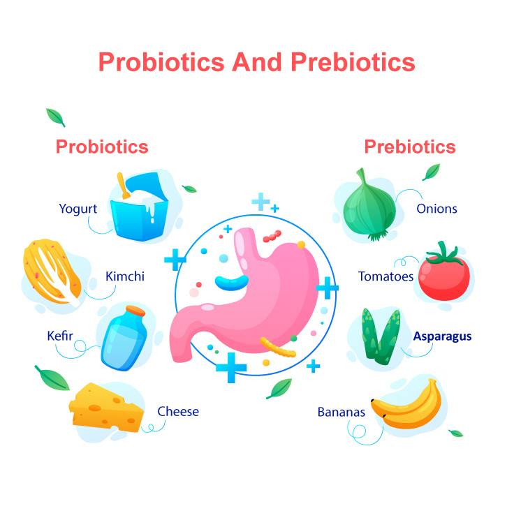 Probiotic and Prebiotic Foods: The Key to Gut Health and Wellness in India